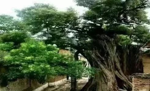 邯鄲名勝“古槐樹(shù)”——邯鄲文化網(wǎng)