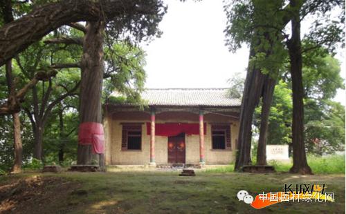 邯鄲成安鳳凰臺古柏樹(shù)——邯鄲文化網(wǎng)
